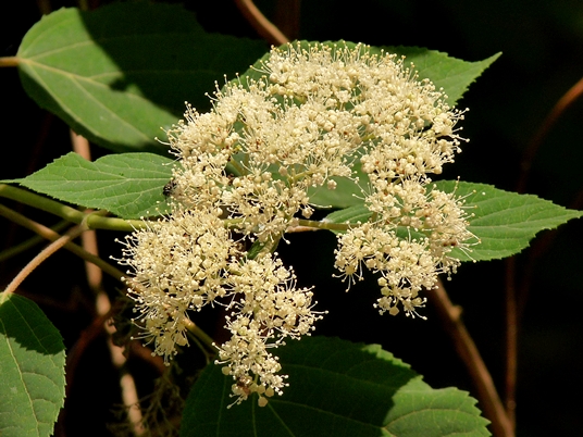 {Hydrangea arborescens}